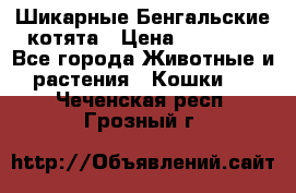 Шикарные Бенгальские котята › Цена ­ 25 000 - Все города Животные и растения » Кошки   . Чеченская респ.,Грозный г.